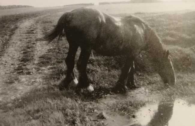 Horse Peggy