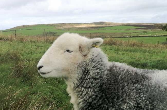 happy-herdwick-sheep